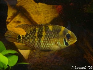Aequidens metae han