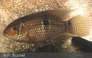 Aequidens patricki