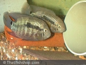 Cichlasoma portalegrense