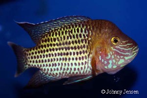 Aequidens Rivulatus