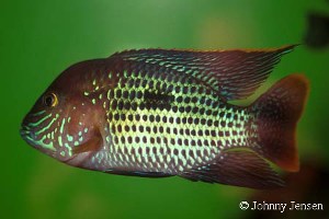 Aequidens Rivulatus
