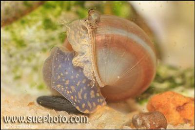 Spekia zonata