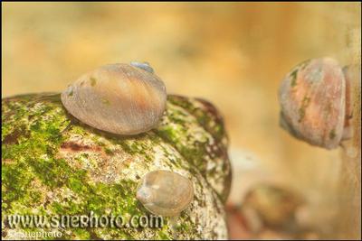 Spekia zonata