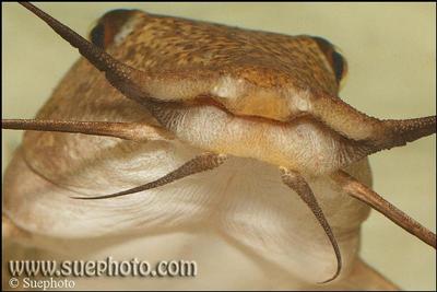 Auchenoglanis occidentalis