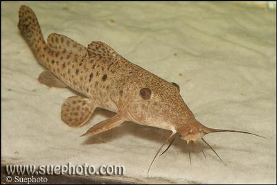 Auchenoglanis occidentalis