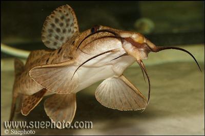 Auchenoglanis occidentalis