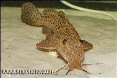 Auchenoglanis occidentalis