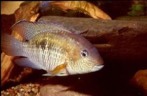 Aequidens sapayensis