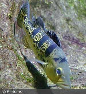 Cichla monoculus