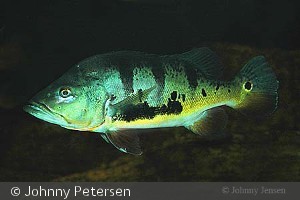 Cichla monoculus