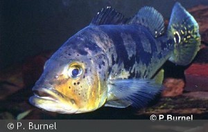Cichla monoculus