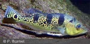 Cichla monoculus