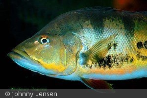 Cichla orinocensis