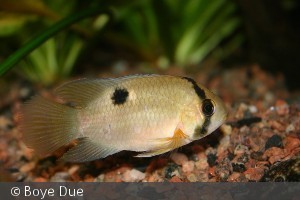 Cleithracara maronii