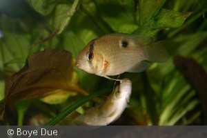 Cleithracara maronii - par