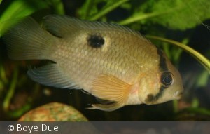Cleithracara maronii