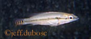 Crenicichla proteus unge