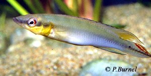 Crenicichla regani - Santarem han