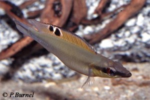 Crenicichla regani - Santarem hun