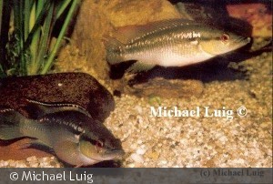 Crenicichla saxatilis