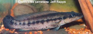 Crenicichla cemetana