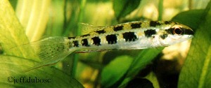 Dicrossus filamentosus