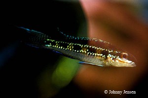 Dicrossus filamentosus