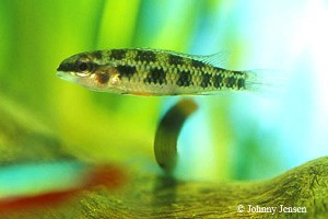 Dicrossus filamentosus
