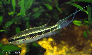 Dicrossus filamentosus