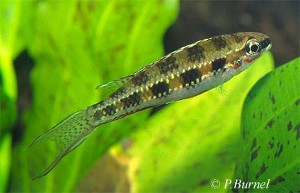 Dicrossus filamentosus