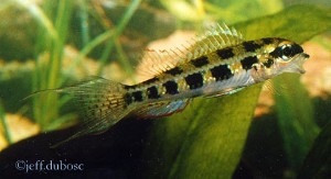 Dicrossus filamentosus