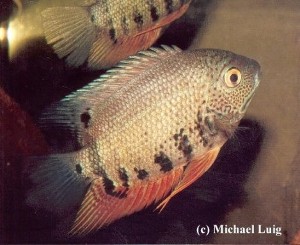 Heros appendiculatus