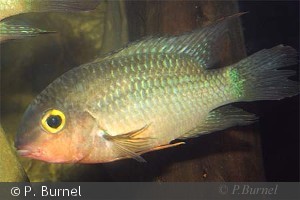 Krobia guianensis