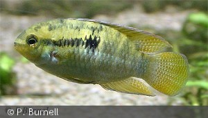 Laetacara dorsigera