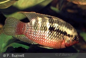 Laetacara dorsigera