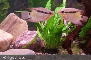 Flagcichlide