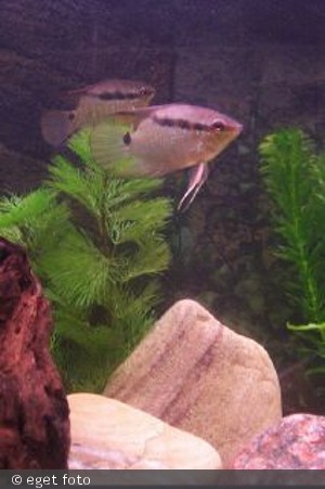 Flagcichlide
