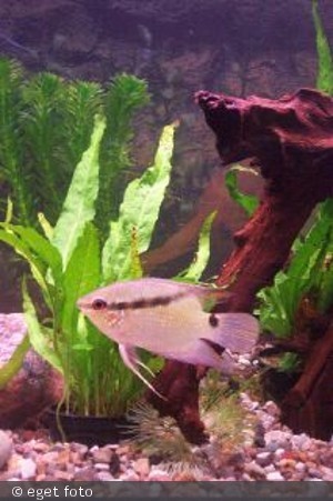 Flagcichlide