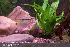 Flagcichlide