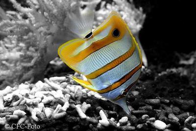 Chelmon rostratus