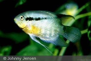 Mesonauta insignis