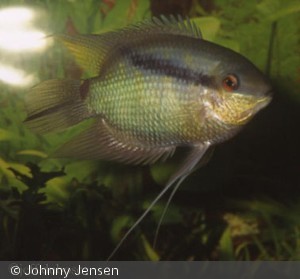 Mesonauta insignis