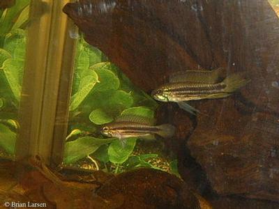 apistogramma Mendezi par