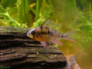 Mikrogeophagus/Papiliochromis altispinosa