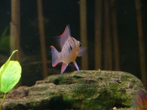 Mikrogeophagus/Papiliochromis altispinosa