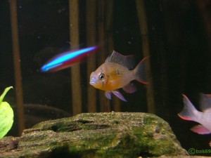 Mikrogeophagus/Papiliochromis altispinosa