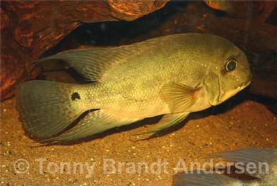 Hoplarchus psittacus