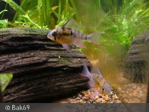 2 stk Papiliochromis Altispinosa