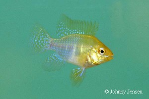 Microgeophagus ramirezi golden