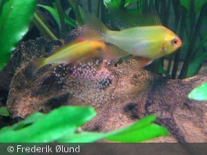 Han og hun under æglægning version gold